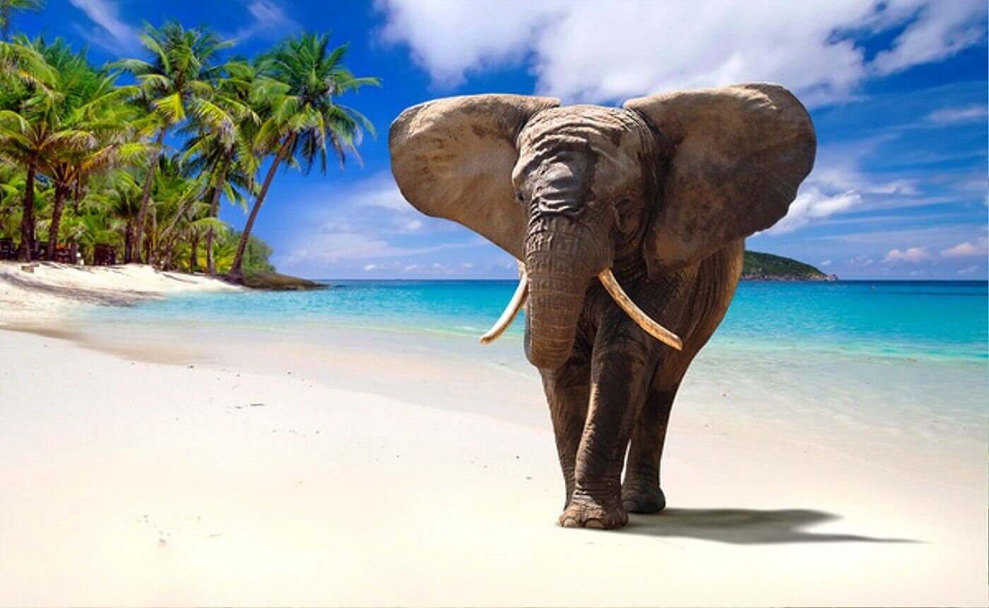 Andaman Package